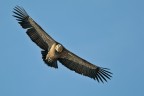 Grifone (Gyps fulvus)