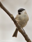 Cincia bigia (Parus palustris) Cincia bigia (Parus palustris)