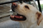 The Dog The Dog