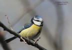 Cinciarella Cinciarella