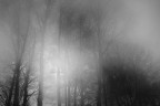 tra la nebbia tra la nebbia
