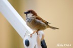 Il solito passerotto... Il solito passerotto...