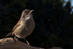Occhiocotto Occhiocotto