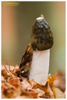 Phallus impudicus Phallus impudicus