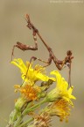 Empusa pennata