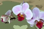 orchidea
