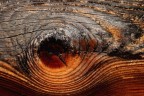Palpebra Palpebra