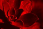 Red Red