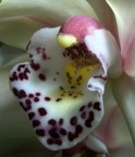 orchidea