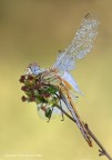 Sympetrum fonscolombii Sympetrum fonscolombii