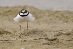 Corriere piccolo (Charadrius dubius) Corriere piccolo (Charadrius dubius)