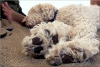 trep(p)piedi relax :-) trep(p)piedi relax :-)