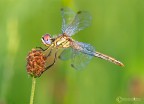 Sympetrum