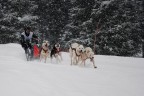Sleddog Sleddog