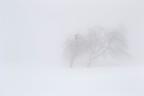nella nebbia nella nebbia