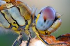 magico sympetrum magico sympetrum