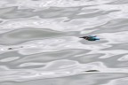 ..la freccia azzurra... ..la freccia azzurra...
