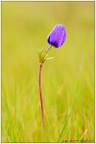 Anemone coronaria Anemone coronaria