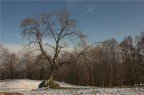 L'albero L'albero