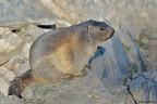 Marmotta Marmotta