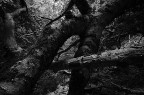 L'ordine e il disordine L'ordine e il disordine