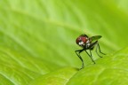 MiniMosca MiniMosca