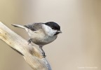 Cincia-bigia-(Parus) Cincia-bigia-(Parus)