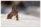 Squirrel Squirrel