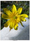 Nella Neve 1...