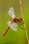 Sympetrum Fonscolombii
