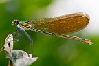 Calopteryx splendens (f)