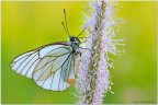 Aporia crataegi 2 Aporia crataegi 2