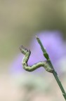 Biston Betularia Biston Betularia