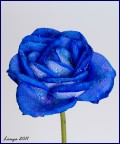 Rosa blu