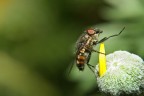 Mosca Fitness Mosca Fitness