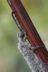 Creoleon lugdunensis (Formica Leone) Creoleon lugdunensis (Formica Leone)