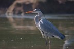 Airone cenerino (Ardea cinerea)