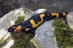 Salamandra pezzata - seconda di stagione Salamandra pezzata - seconda di stagione