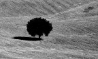 Solitario Solitario