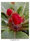 Primula in bocciolo Primula in bocciolo