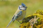 Cinciarella (Cyanistes caeruleus Linnaeus, 1758)