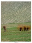 I salici 3+1 I salici 3+1