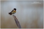 Saltimpalo(Saxicola torquata)-sotto la pioggia Saltimpalo(Saxicola torquata)-sotto la pioggia