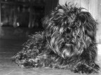 Il mio amico Spillo Il mio amico Spillo