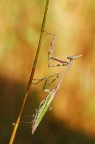 Empusa Empusa