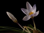 crocus crocus