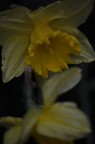 fiore 6 fiore 6