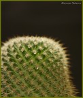LA MIA PRIMA MACRO LA MIA PRIMA MACRO