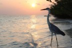 Airone all' alba, Maldive