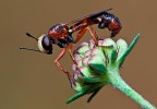 Physocephala.......(Dittero) Physocephala.......(Dittero)